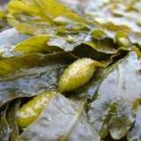 Pic Of Sea Vegetable