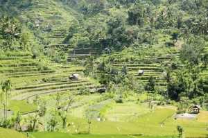 Valley Of Rice